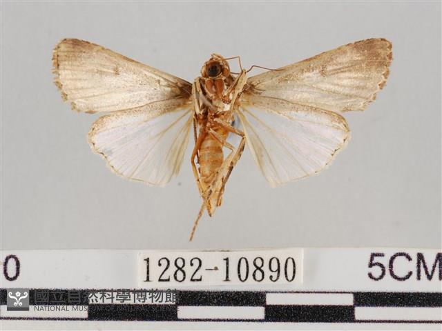 斜紋夜盜蛾藏品圖，第2張