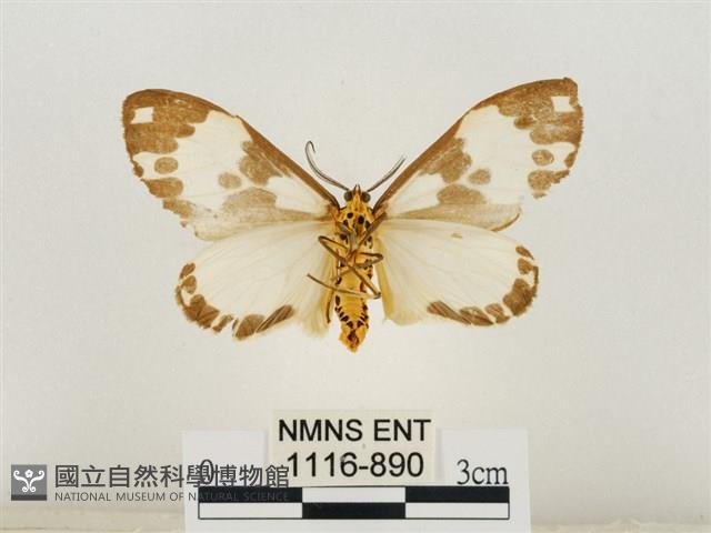 後凸蝶燈蛾藏品圖，第2張