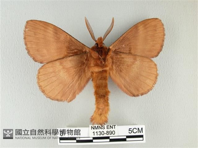 波紋枯葉蛾藏品圖，第2張