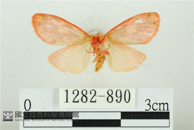 三色豔苔蛾藏品圖，第2張