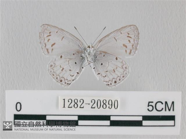 靛色琉灰蝶藏品圖，第2張