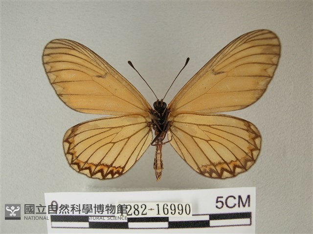 苧麻細蝶藏品圖，第2張