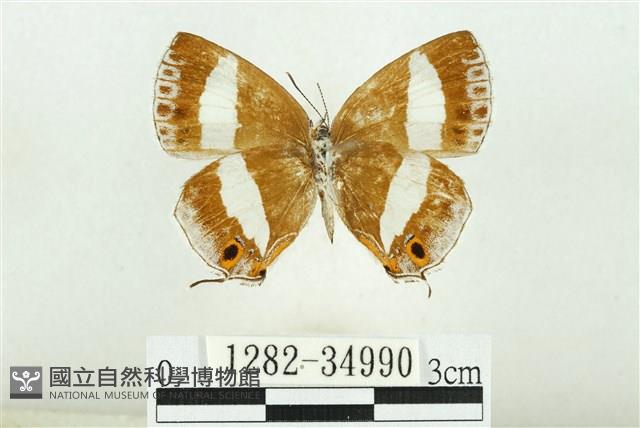 鋩灰蝶藏品圖，第2張