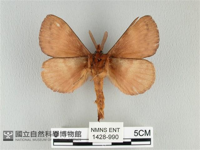 波紋枯葉蛾藏品圖，第2張