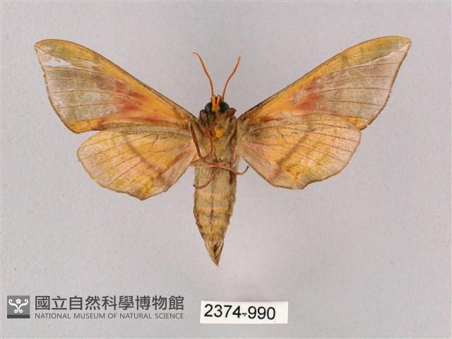 榆綠天蛾藏品圖，第2張