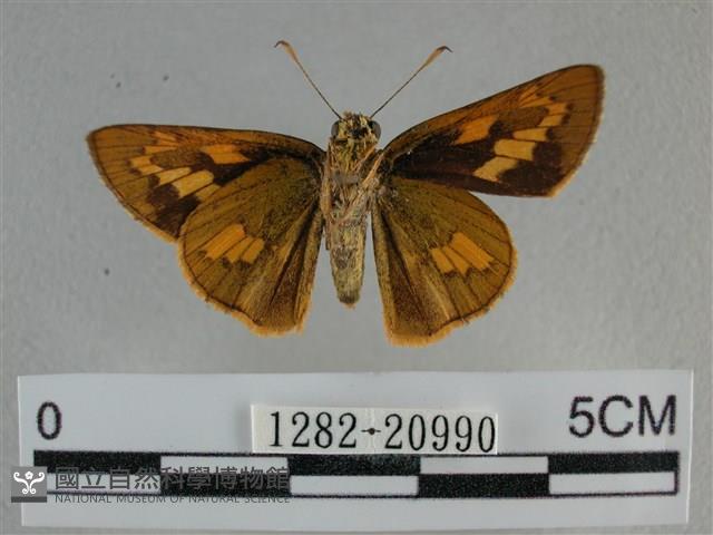 竹橙斑弄蝶藏品圖，第2張