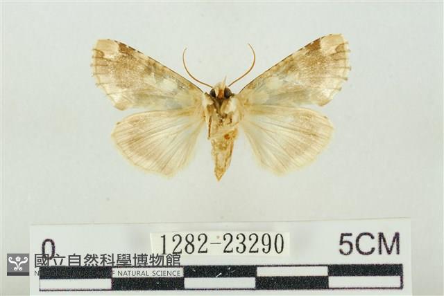 連珠波紋蛾藏品圖，第2張