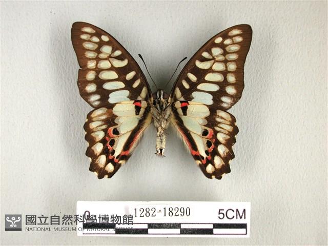 木蘭青鳳蝶藏品圖，第2張
