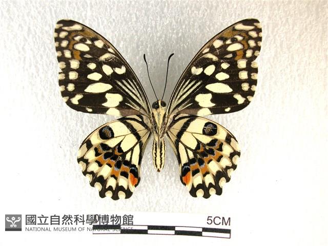 花鳳蝶、無尾鳳蝶藏品圖，第2張