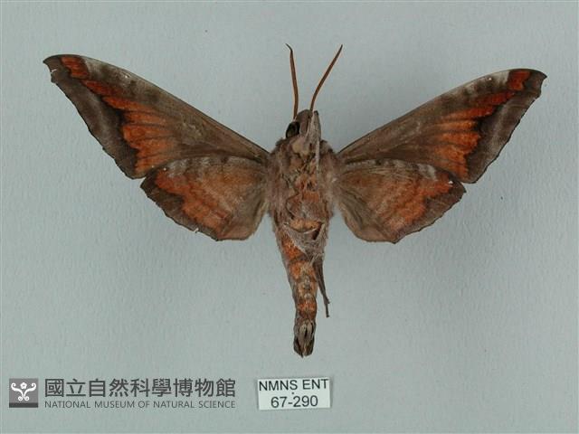 全緣缺角天蛾藏品圖，第2張