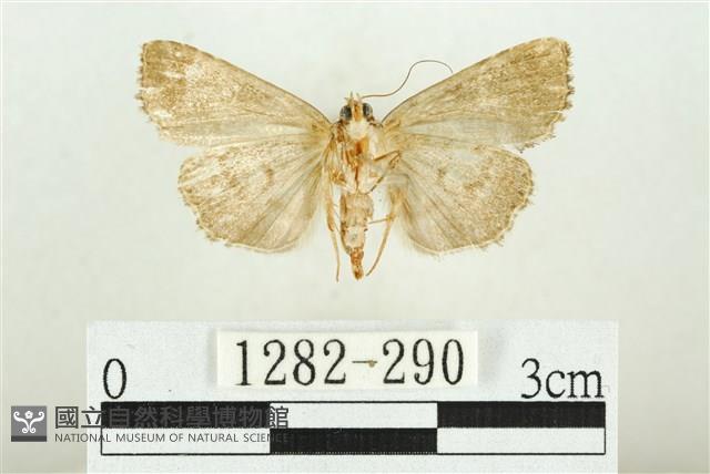 白斑散紋夜蛾藏品圖，第2張