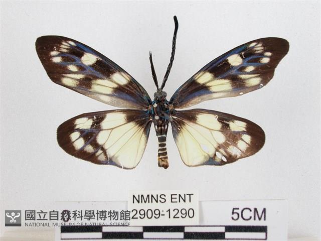 蓬萊茶斑蛾藏品圖，第2張