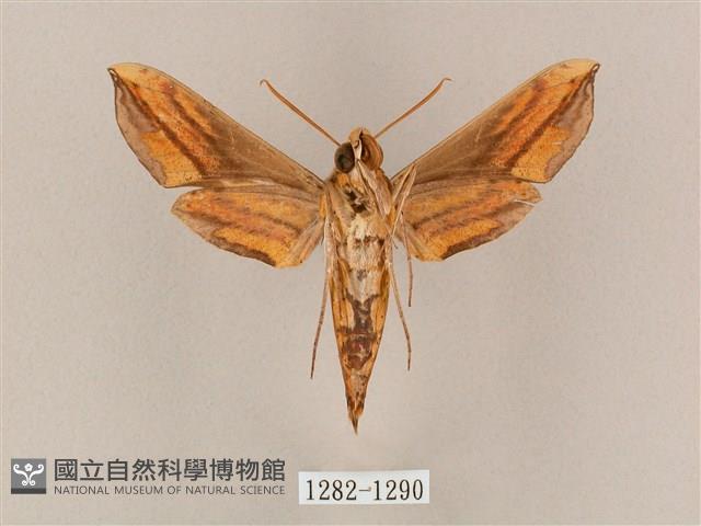 斜綠天蛾藏品圖，第2張