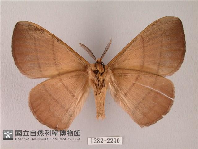 黑胸帶蛾藏品圖，第2張