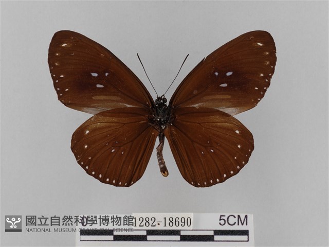 雙標紫斑蝶藏品圖，第2張