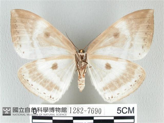 圓翅大鉤蛾藏品圖，第2張