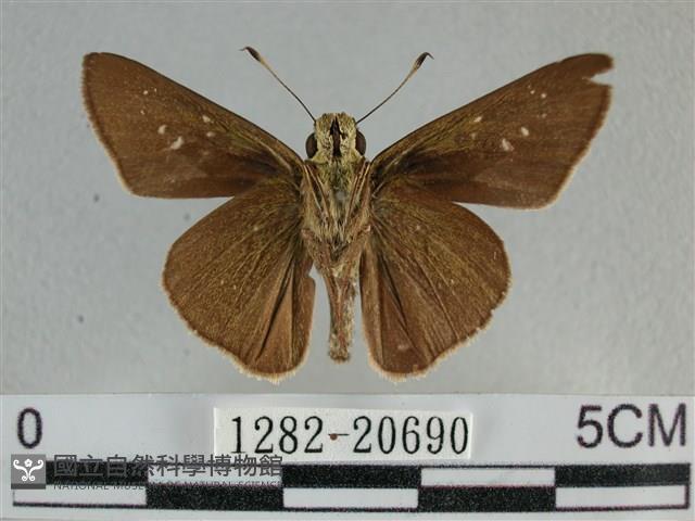 尖翅褐弄蝶藏品圖，第2張