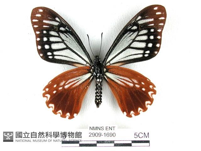 斑鳳蝶藏品圖，第2張