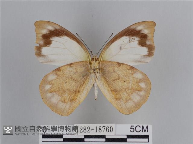 雲紋尖粉蝶藏品圖，第2張