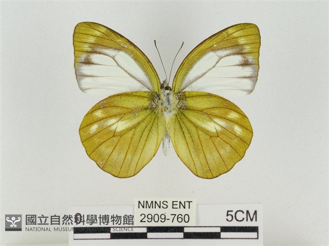 淡褐脈粉蝶藏品圖，第2張