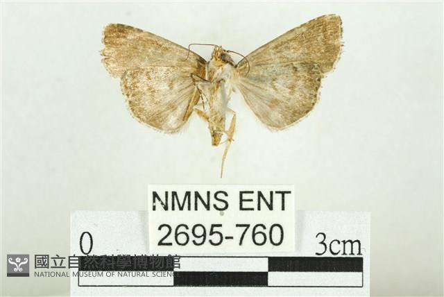 白斑散紋夜蛾藏品圖，第2張