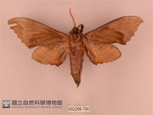 栗六點天蛾藏品圖，第2張