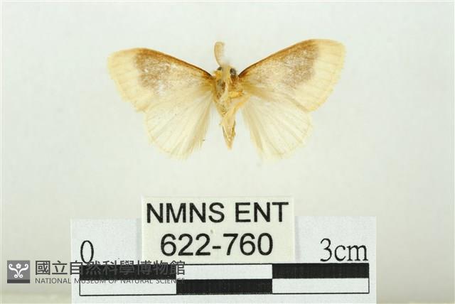 寬紋黃毒蛾藏品圖，第2張