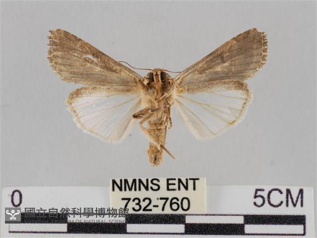 印度康夜蛾藏品圖，第2張