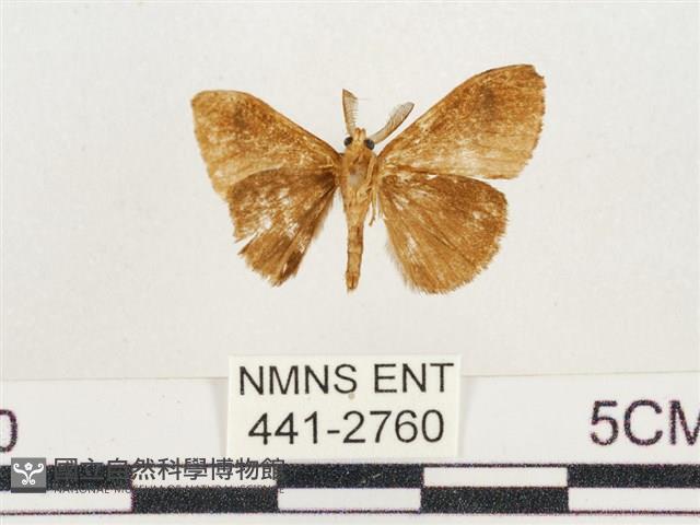 小白紋毒蛾藏品圖，第2張