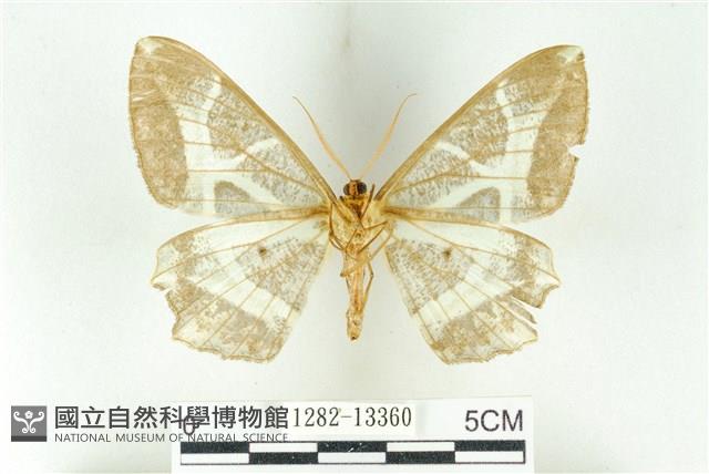 樹形尺蛾藏品圖，第2張