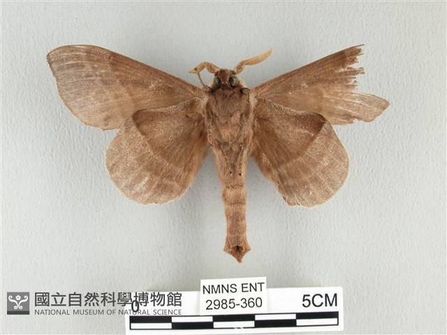 松大毛蟲藏品圖，第2張