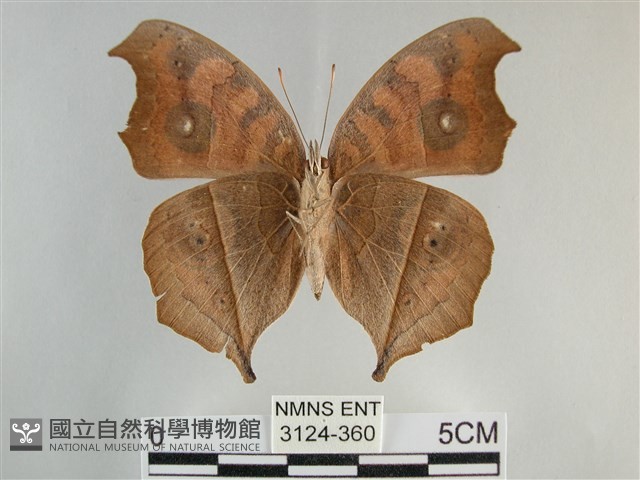眼蛺蝶、孔雀蛺蝶藏品圖，第2張