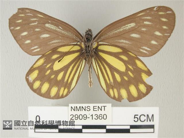 流星絹粉蝶藏品圖，第2張