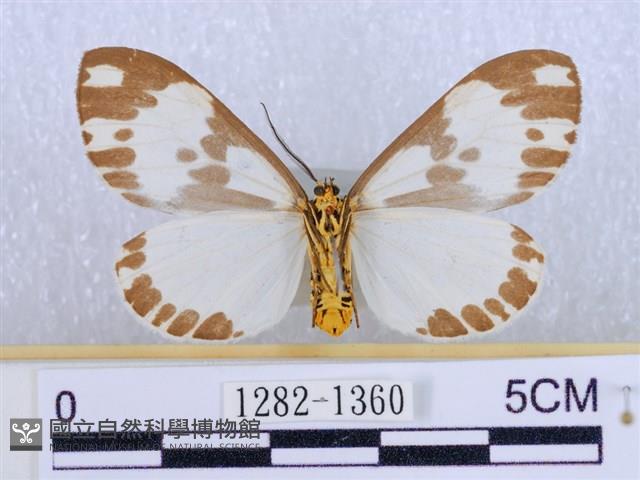 後凸蝶燈蛾藏品圖，第2張