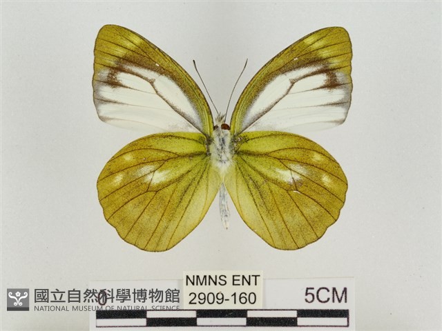淡褐脈粉蝶藏品圖，第2張
