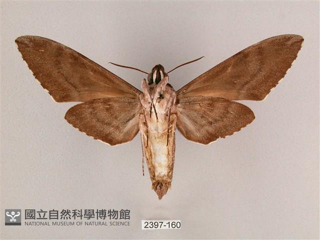 細斜紋霜天蛾藏品圖，第2張