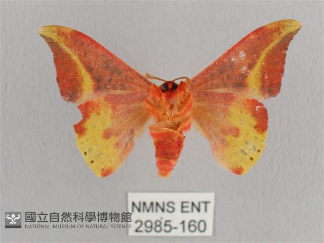 鉛斑帶鉤蛾藏品圖，第2張