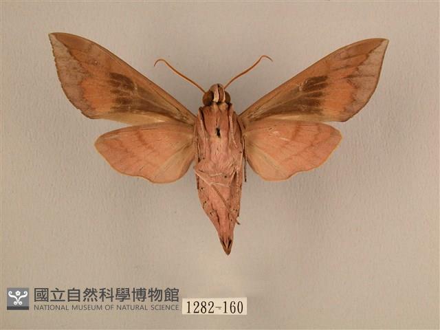 背中白天蛾藏品圖，第2張