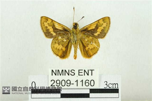 黃斑弄蝶藏品圖，第2張