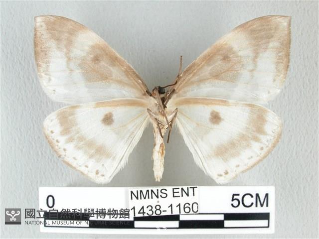 圓翅大鉤蛾藏品圖，第2張