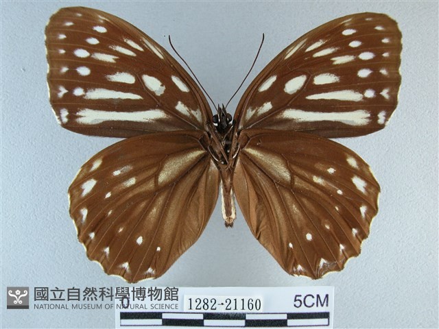 臺灣斑眼蝶藏品圖，第2張