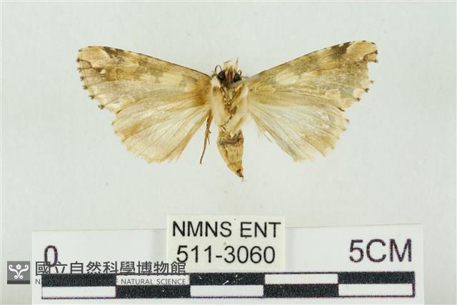 連珠波紋蛾藏品圖，第2張