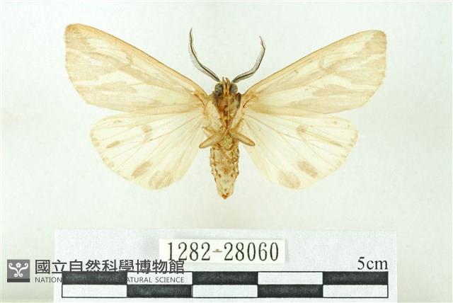 赭新污燈蛾藏品圖，第2張