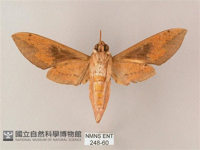 藏斜紋天蛾藏品圖，第2張