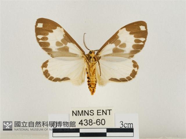 後凸蝶燈蛾藏品圖，第2張