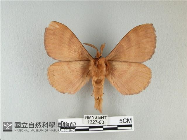 波紋枯葉蛾藏品圖，第2張