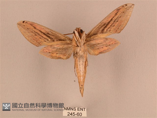 棕綠背線天蛾藏品圖，第2張