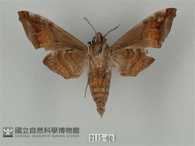 半緣缺角天蛾藏品圖，第2張