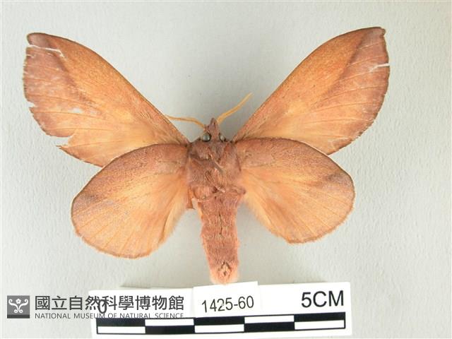 竹黃斜帶枯葉蛾藏品圖，第2張