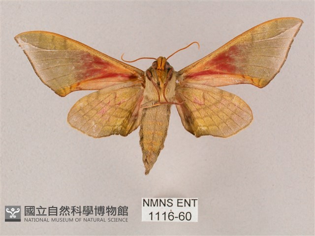 榆綠天蛾藏品圖，第2張